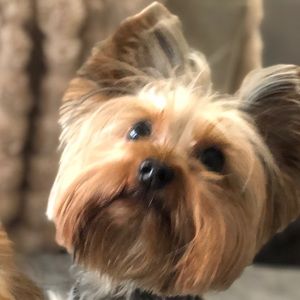 Meet your Posher, Yvette